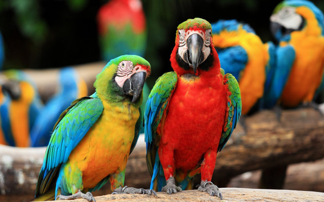 Colorful parrots zoo enclosure bokeh free wallpaper for desktop - medium preview image