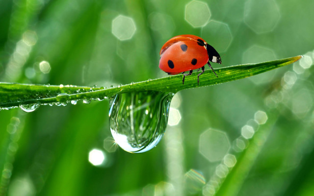 Ladybug green leaf water droplets #3 free wallpaper for desktop - medium preview image