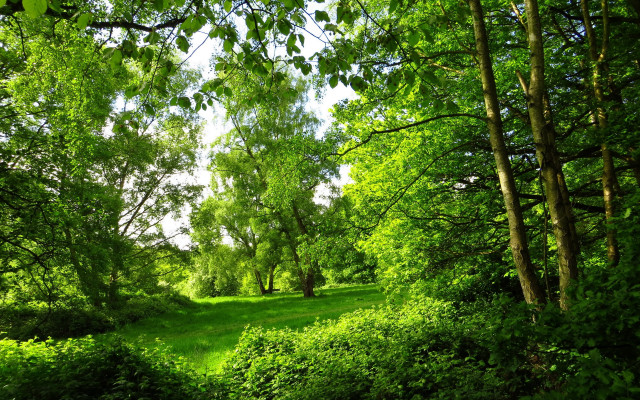 Lush green forest bench bushes free wallpaper for desktop - medium preview image