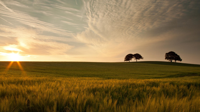 Field trees sunset clouds ocean #2 free wallpaper for desktop - medium preview image