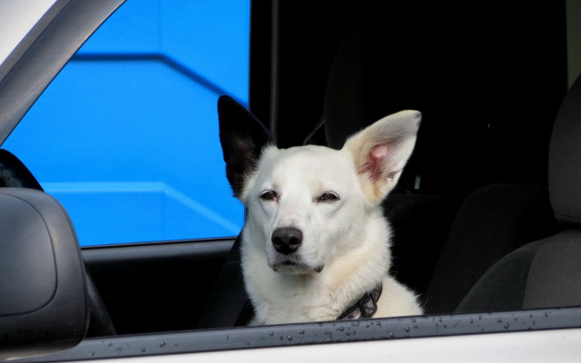 Dog shiba inu car window free wallpaper for desktop - medium preview image