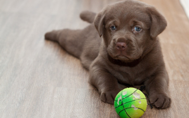 Brown puppy wooden floor green free wallpaper for desktop - medium preview image