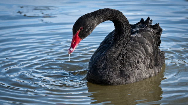 Black swan red beak lake free wallpaper for desktop - medium preview image