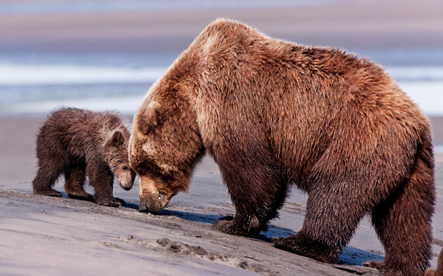 Mother bear cub beach wildlife free wallpaper for desktop - medium preview image
