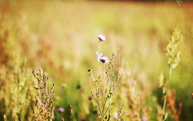 Flower field red building autumn free wallpaper for desktop - medium preview image