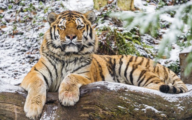 Tiger snow logs forest wildlife free wallpaper for desktop - medium preview image