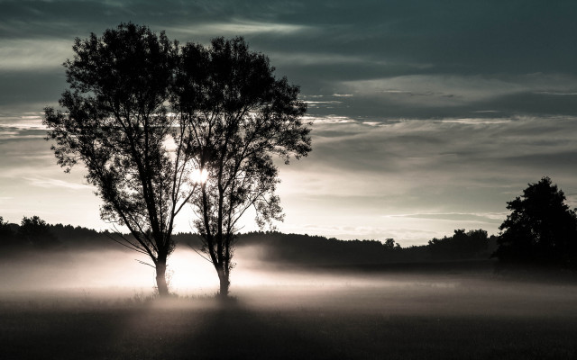 Foggy sunshine tree field volumetric free wallpaper for desktop - medium preview image