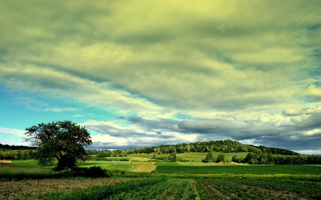 Field tree cloud hill landscape free wallpaper for desktop - medium preview image