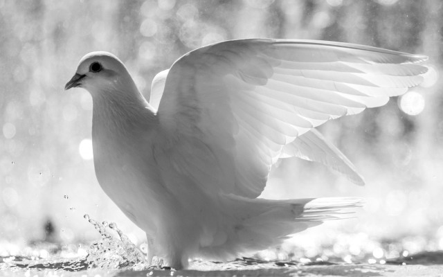 White bird wings spread rain free wallpaper for desktop - medium preview image