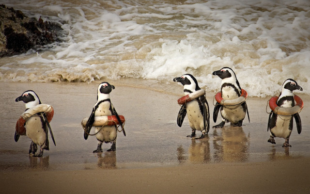 Penguins beach surfboards lifejacket wildlife free wallpaper for desktop - medium preview image