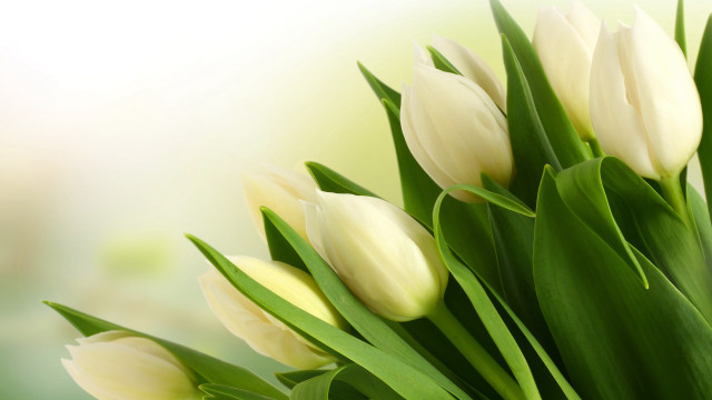 White tulips green leaves tabletop free wallpaper for desktop - medium preview image