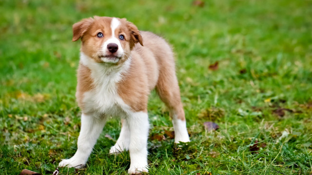 Brown white dog blue eye #2 free wallpaper for desktop - medium preview image