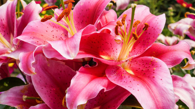 Pink flowers bug garden still free wallpaper for desktop - medium preview image