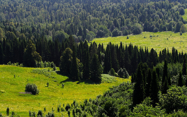 Lush green field trees forest free wallpaper for desktop - medium preview image
