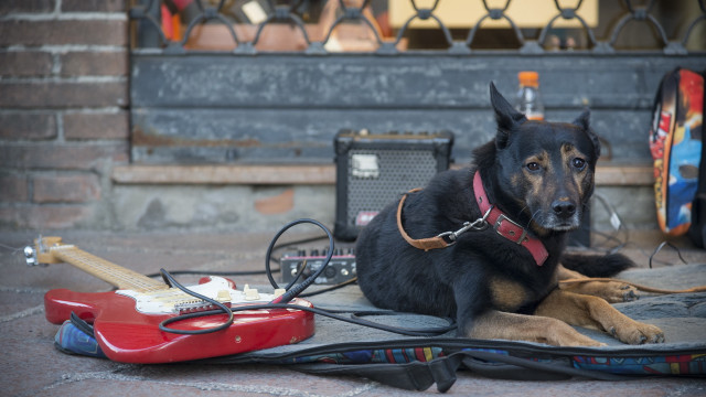 Dog guitar case blurry background free wallpaper for desktop - medium preview image