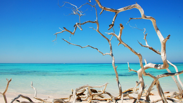 Beach tree branch ocean boat free wallpaper for desktop - medium preview image