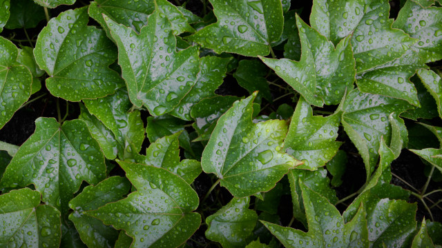 Green plant water droplets closeup free wallpaper for desktop - medium preview image