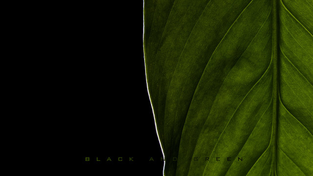 Black green leaf closeup transparent free wallpaper for desktop - medium preview image