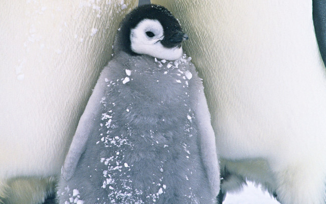 Penguin snow pile flakes outdoor free wallpaper for desktop - medium preview image