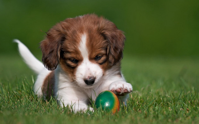 Puppy playing ball grass park free wallpaper for desktop - medium preview image