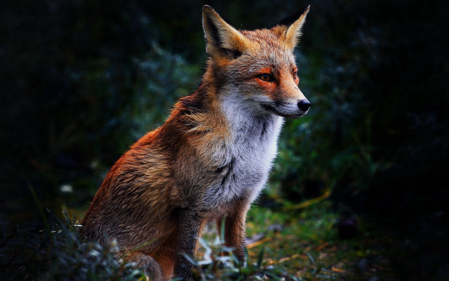 Red fox sitting grass looking free wallpaper for desktop - medium preview image
