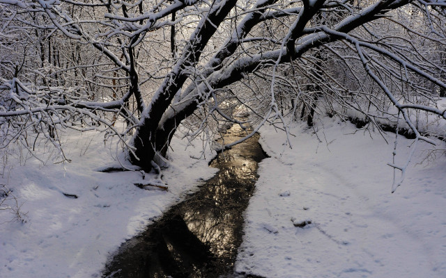 Snowy forest stream footprints bare free wallpaper for desktop - medium preview image