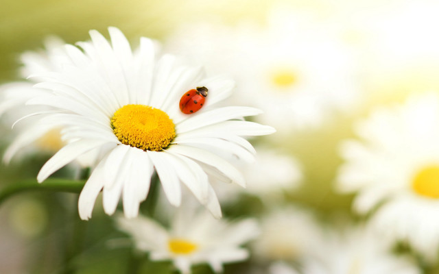 Ladybug whiteflower yellowwhiteflower macro nature free wallpaper for desktop - medium preview image