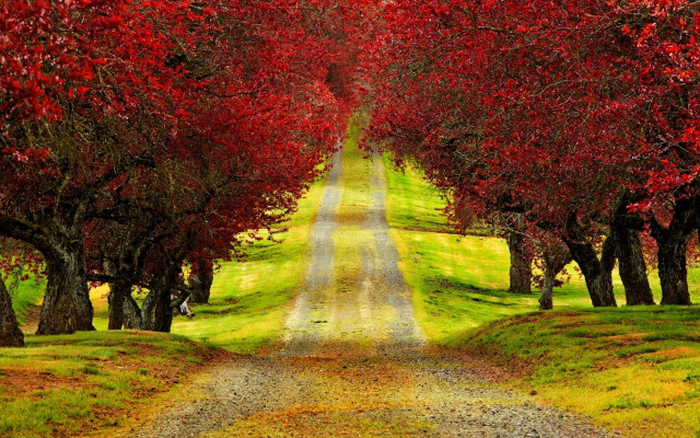 Dirt road red leaves green free wallpaper for desktop - medium preview image