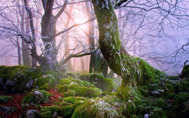 Mossy forest foggy autumn blooming free wallpaper for desktop - medium preview image