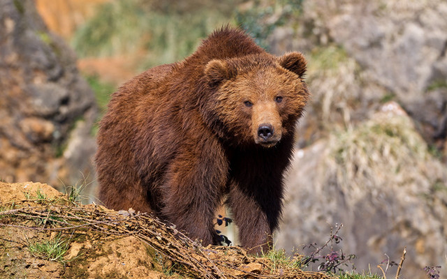 Brown bear rocky hillside wildlife #2 free wallpaper for desktop - medium preview image