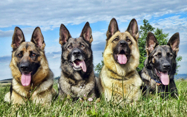 German shepherds laying grass outdoor free wallpaper for desktop - medium preview image