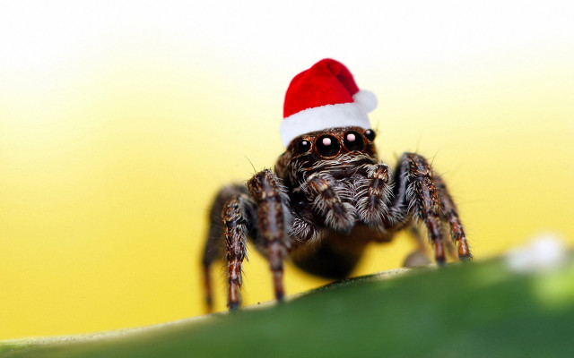 Spider santa hat leaf smiling free wallpaper for desktop - medium preview image
