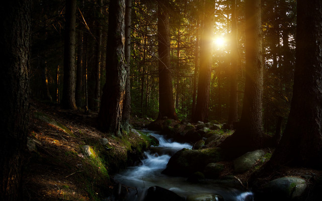 Forest stream sunshine rocks night free wallpaper for desktop - medium preview image