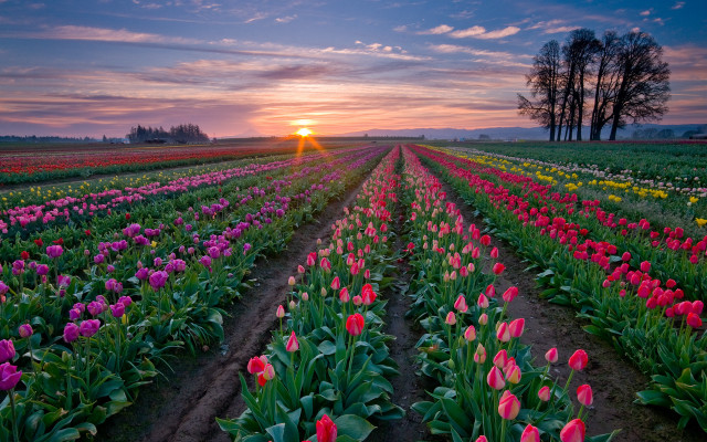 Tulip field sunset trees landscape free wallpaper for desktop - medium preview image
