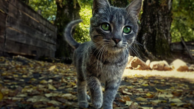 Cat leaf forest urban bokeh free wallpaper for desktop - medium preview image
