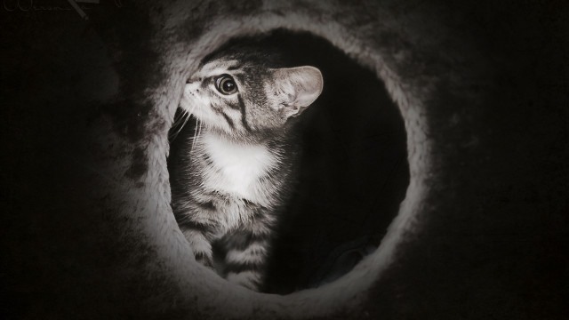 Cat tunnel dark background white free wallpaper for desktop - medium preview image