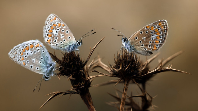 Butterflies plant brown background macro free wallpaper for desktop - medium preview image