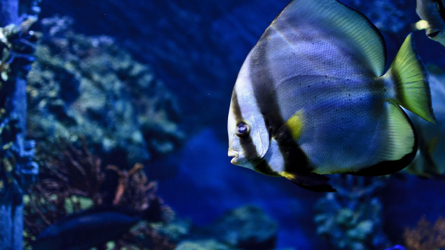 Fish water rocks plants nature free wallpaper for desktop - medium preview image