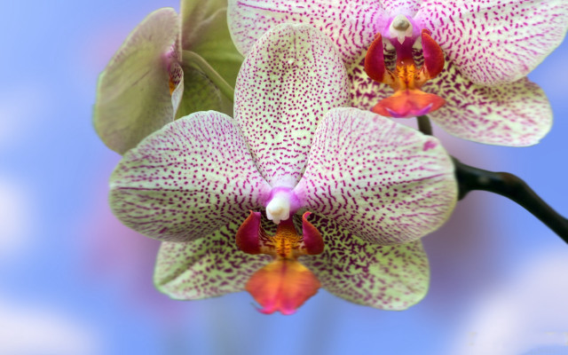 Pink white flowers green leaves #2 free wallpaper for desktop - medium preview image