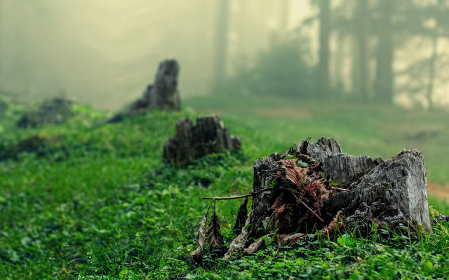Tree stump foggy field trail free wallpaper for desktop - medium preview image