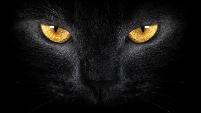 Black cat yellow eyes gothic free wallpaper for desktop - medium preview image