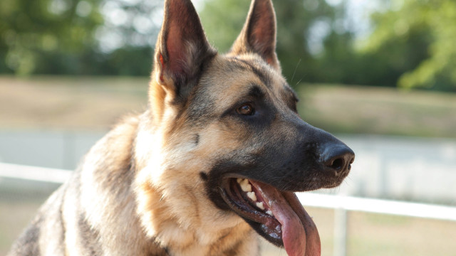 German shepherd tongue out blurry free wallpaper for desktop - medium preview image
