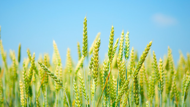 Green wheat blue sky clouds free wallpaper for desktop - medium preview image