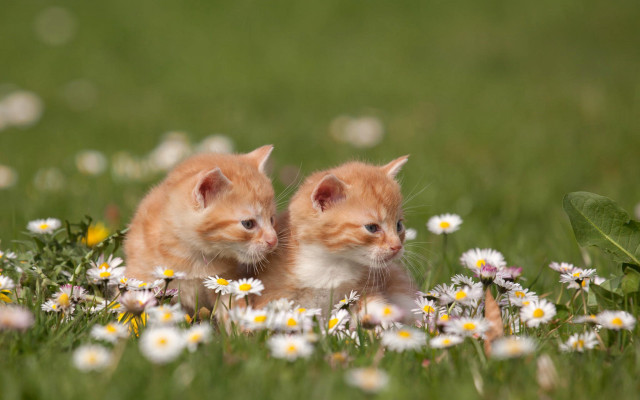 Kittens daisies blurry impressionist photography free wallpaper for desktop - medium preview image