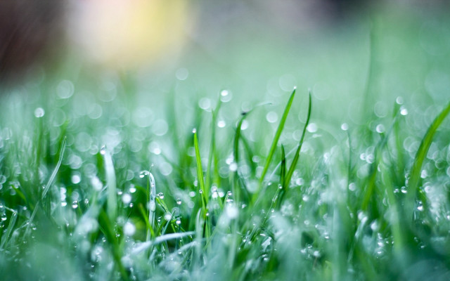 Grass water droplets bokeh macro free wallpaper for desktop - medium preview image