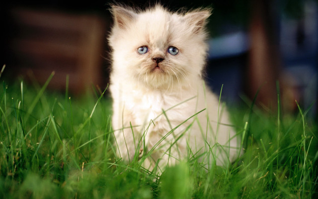 White kitten blue eyes grass free wallpaper for desktop - medium preview image