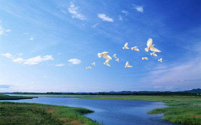 Flock birds over river green free wallpaper for desktop - medium preview image