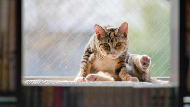Cat fence window shiba inu free wallpaper for desktop - medium preview image