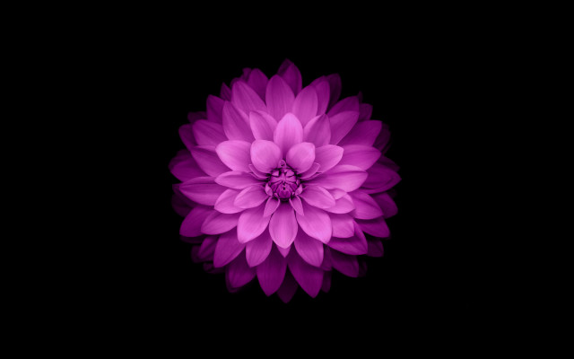 Purple flower dark background black #3 free wallpaper for desktop - medium preview image