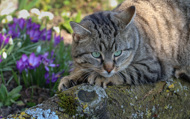 Cat tree stump garden purple free wallpaper for desktop - medium preview image